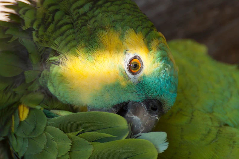fotogalerie-papageien-kakadus