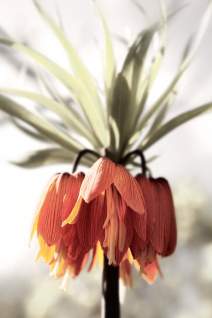 Flora - Blumen - Kakteen - h01