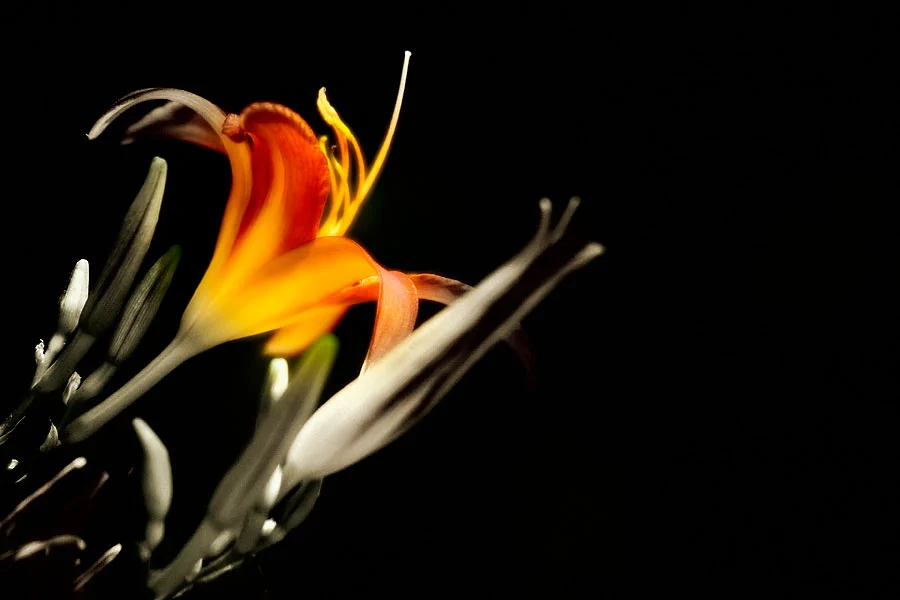 flora-blumen-pilze