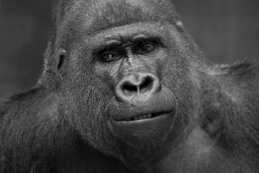tierfotografie-primaten