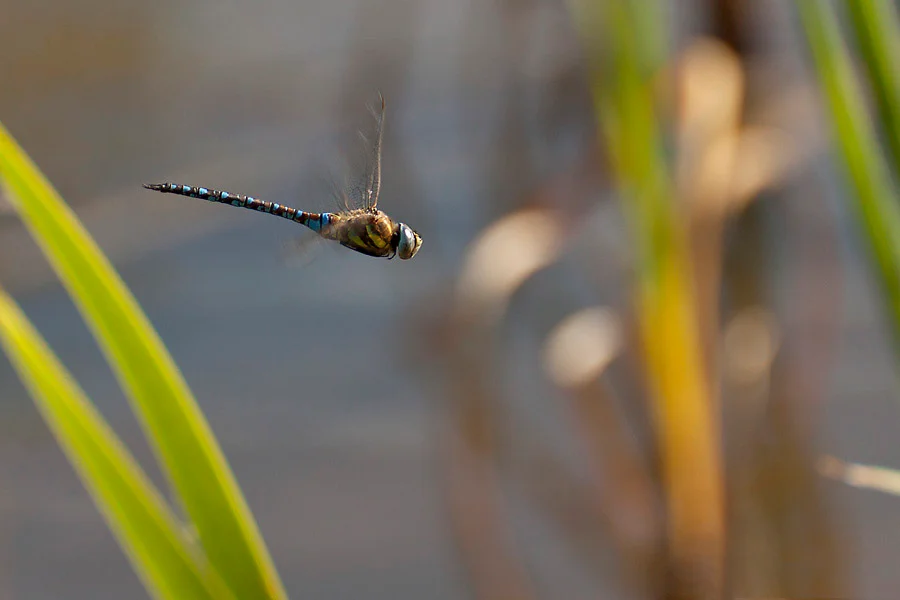 Fotokurse - Naturfotos - Libelle im Flug - Teleobjektiv