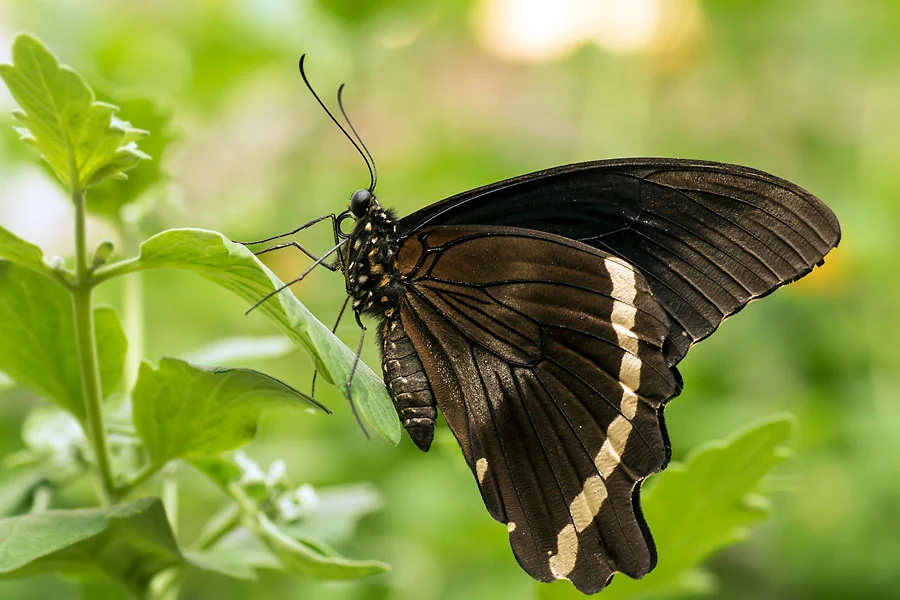 Urlaub auf Teneriffa 2012 - Fotoreise - Mariposario del Drago