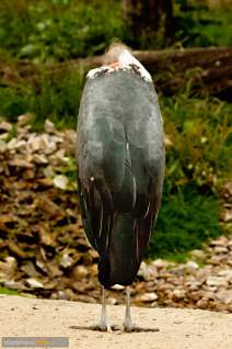 Greifvögel - Adler - Eulen - h01