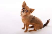 Hunde fotografieren - Chihuahua - Fotostudio - 2