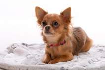 Hunde fotografieren - Chihuahua - Fotostudio - 4