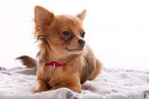 Hunde fotografieren - Chihuahua - Fotostudio - 6