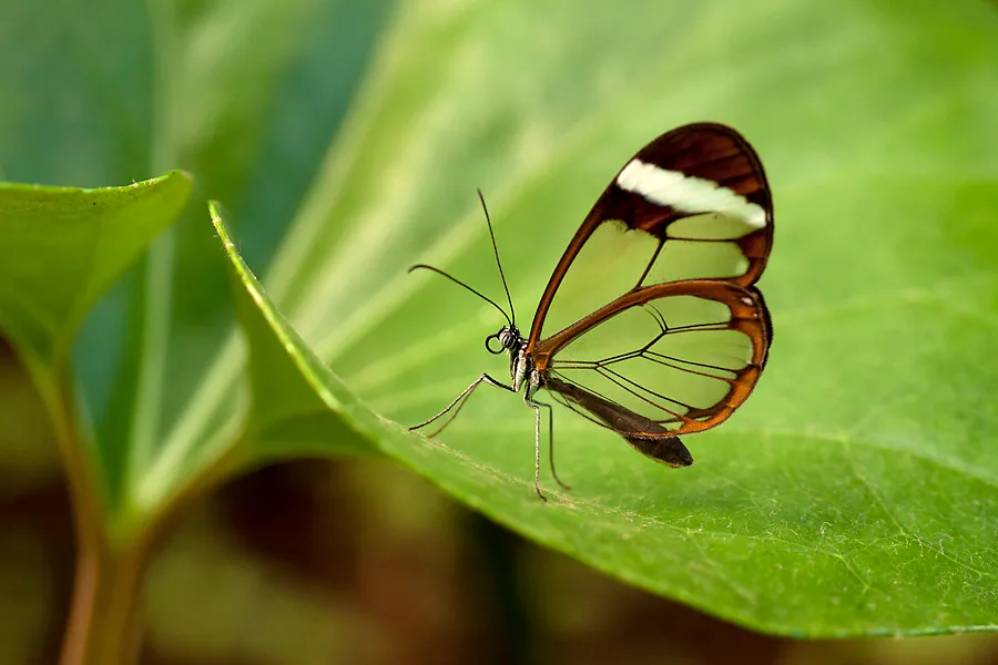 fotogalerie-macro-photography