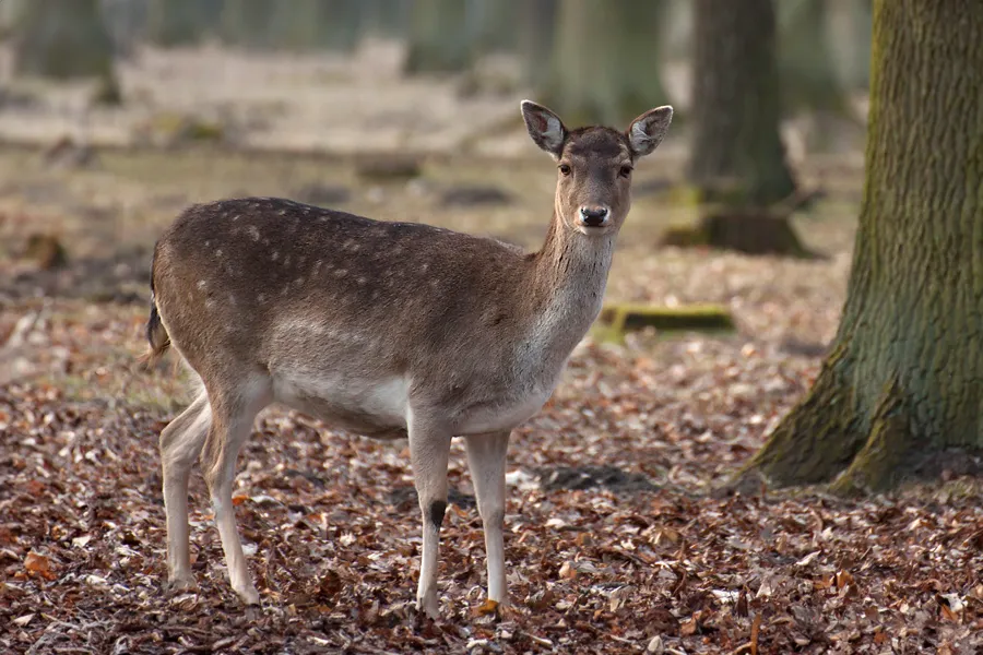fotogalerie-tierfotografie