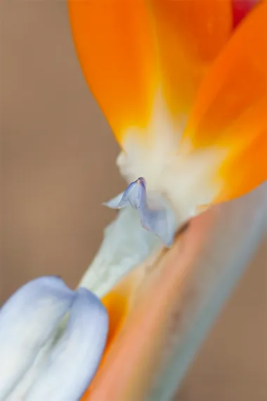 macro-bluetendetail