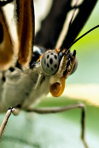 macro-schmetterling