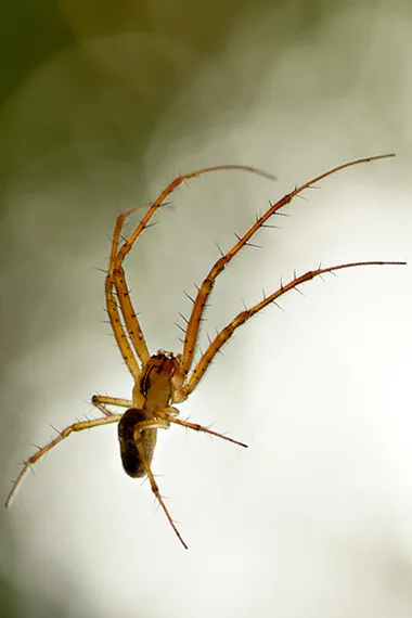 macro-spinne