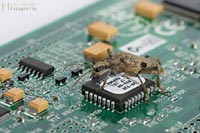bug-1
