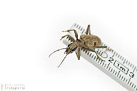 bug-10