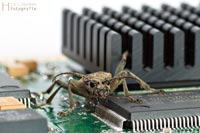 bug-3