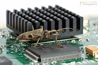 bug-4