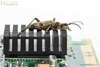 bug-5