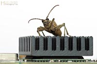 bug-6