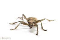 bug-7