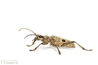 bug-8