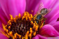 insekten-1