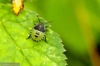 insekten-10