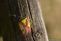 insekten-11