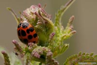 insekten-12