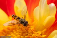 insekten-2