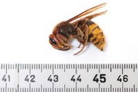 insekten-3
