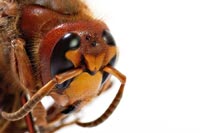 insekten-4