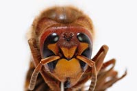 insekten-5