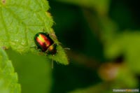insekten-6