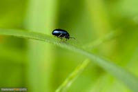 insekten-7