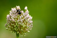 insekten-8