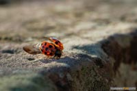 insekten-9