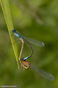 libellen-1
