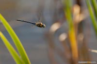 libellen-11
