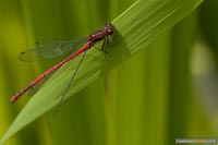 libellen-13