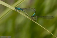 libellen-3