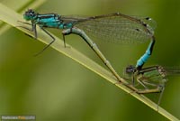 libellen-4