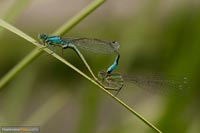 libellen-5