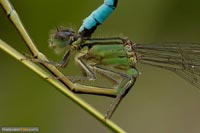 libellen-6