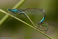 libellen-7