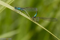 libellen-8