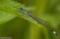 libellen-9