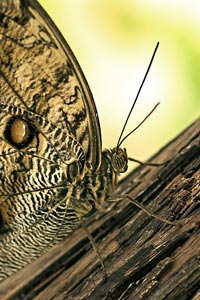 schmetterlinge-1
