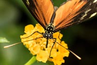schmetterlinge-3