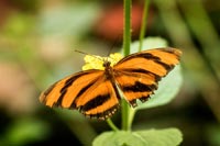 schmetterlinge-35