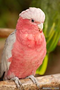 Papageien - Vögel - Kakadus - h01