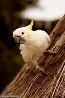 Papageien - Vögel - Kakadus - h010
